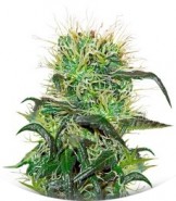 Сорт Bad Azz Kush fem